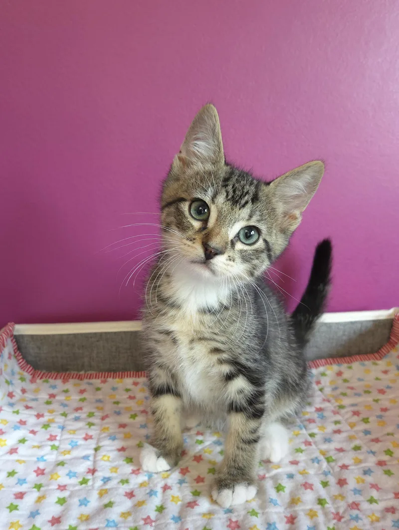 A baby medium-sized male Tabby (Brown / Chocolate) Domestic Short Hair cat named Luigi for adoption in Centerville, UT