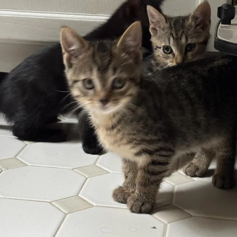 A baby small-sized male Brown / Chocolate Domestic Short Hair cat named Braeburn for adoption in Bensalem, PA