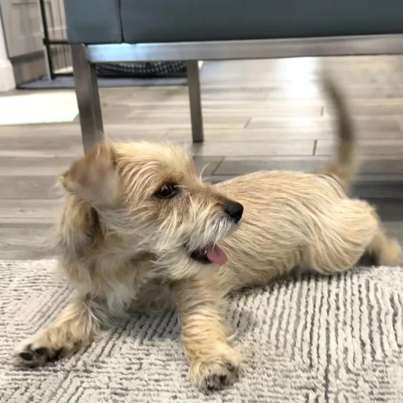 Opie The Snorkie Is thumbnail 2