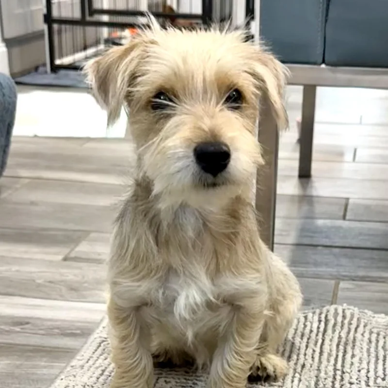 Opie The Snorkie Is thumbnail 4