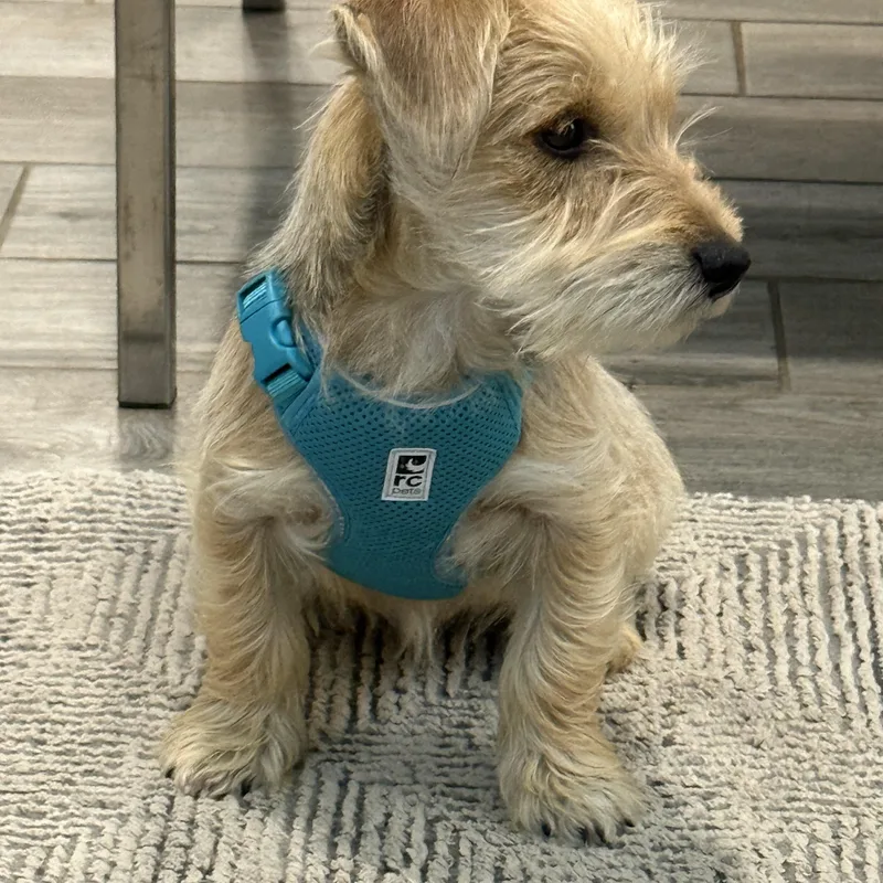 Opie The Snorkie Is thumbnail 5