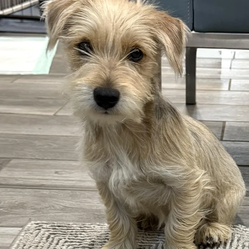 Opie The Snorkie Is thumbnail 6