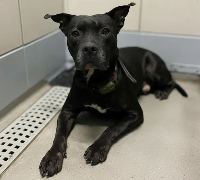 An adult large-sized male Staffordshire Bull Terrier dog named Batman for adoption in Houston, TX