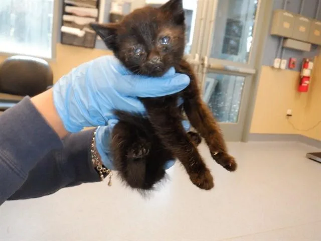 A baby small-sized male Domestic Short Hair cat named Rodger for adoption in San Jose, CA