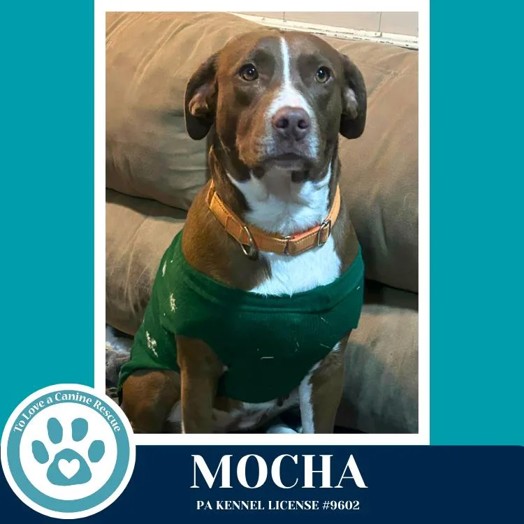 An adult large-sized female Pit Bull Terrier dog named Mocha for adoption in Kimberton, PA