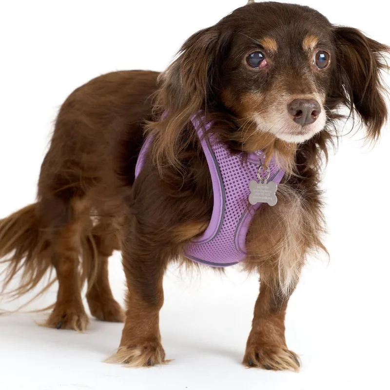 A senior small-sized female Brown / Chocolate Dachshund (Long Haired) dog named Porcelain for adoption in San Francisco, CA