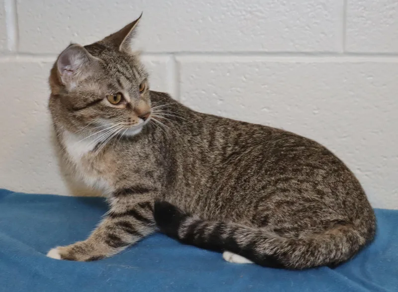 A young medium-sized female Tabby (Brown / Chocolate) Tabby cat named Winter for adoption in Euclid, OH
