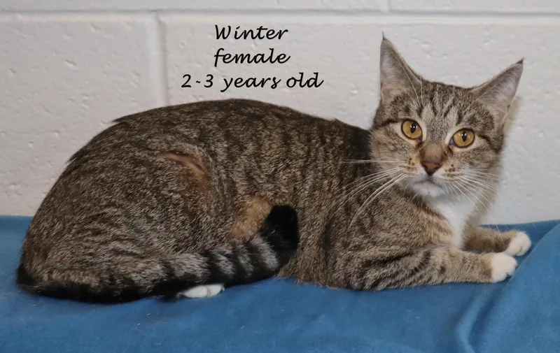 Winter thumbnail 2