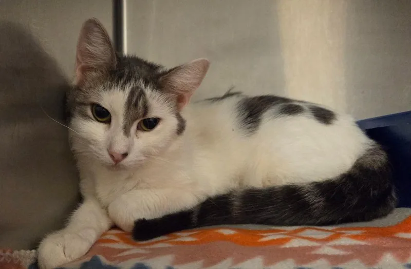 A young small-sized female Domestic Short Hair cat named Jasmine for adoption in Ocala, FL