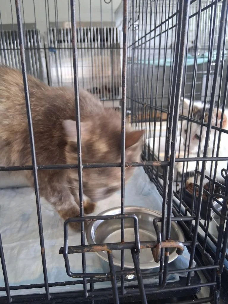 A young large-sized female Domestic Short Hair cat named Hope for adoption in Brownwood, TX