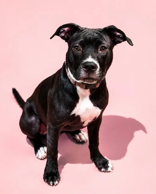 A young medium-sized female Mixed Breed dog named Justice for adoption in Jacksonville, FL