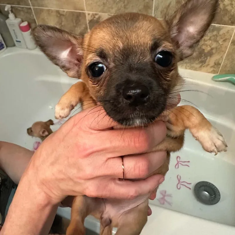 A baby small-sized female Brown / Chocolate Mixed Breed dog named Chips for adoption in Fredericksburg, VA