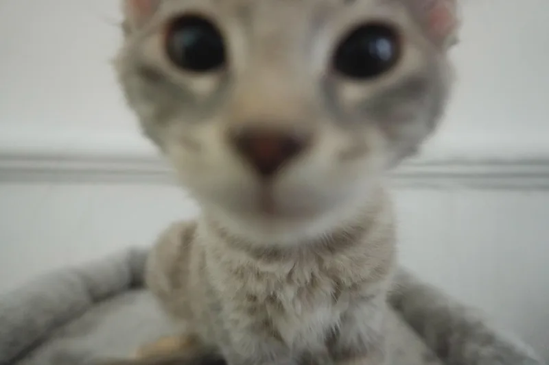 A young medium-sized female Tabby (Gray / Blue / Silver) Domestic Short Hair cat named Forbidden Applesauce Phoebe for adoption in Chickasaw, AL