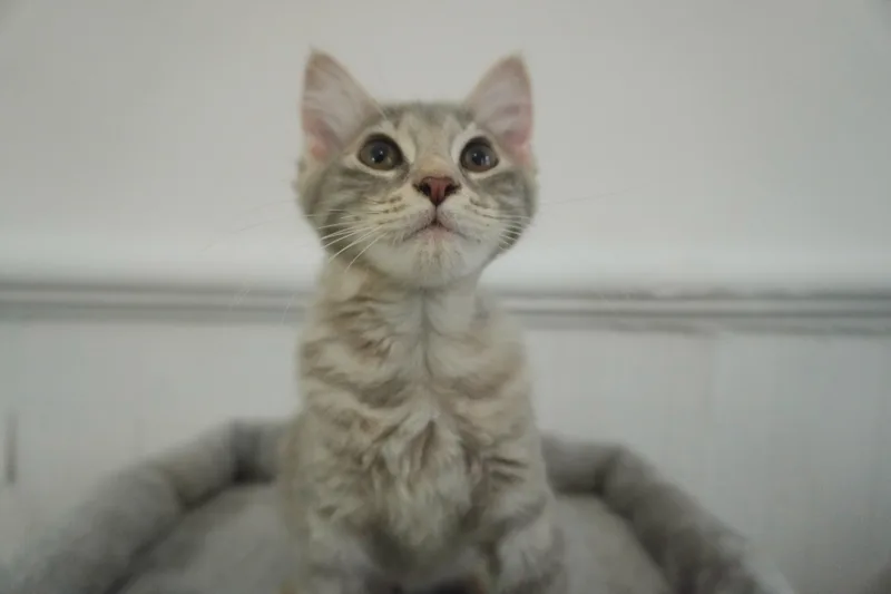 Forbidden Applesauce Phoebe thumbnail 2