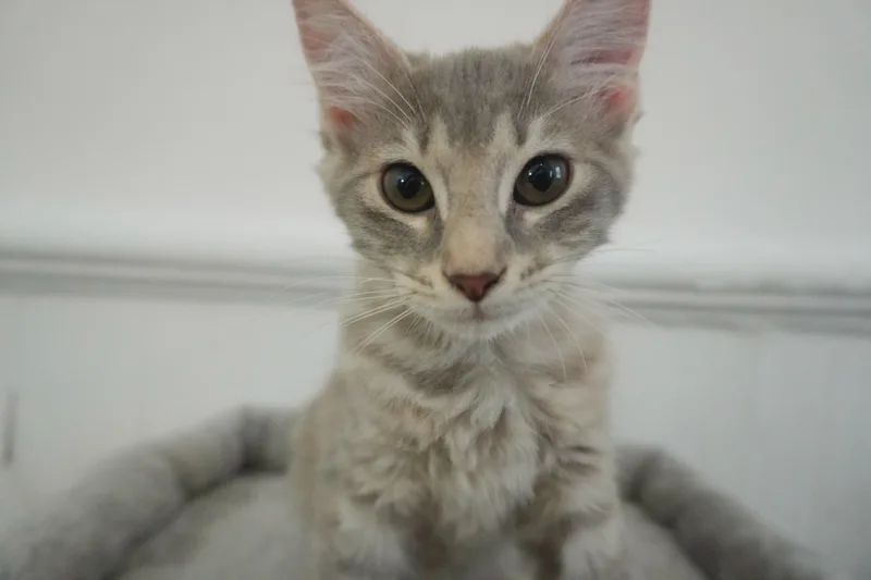 Forbidden Applesauce Phoebe thumbnail 4