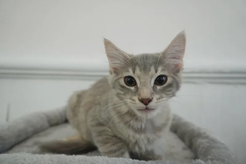 Forbidden Applesauce Phoebe thumbnail 5