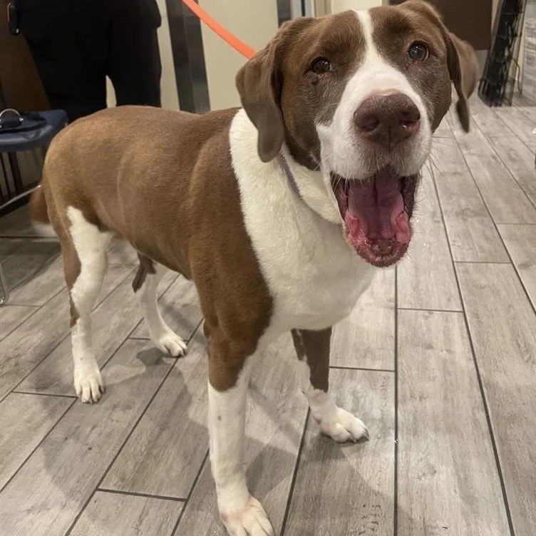A senior large-sized female Brown / Chocolate Hound dog named Sadie for adoption in Prince Frederick, MD