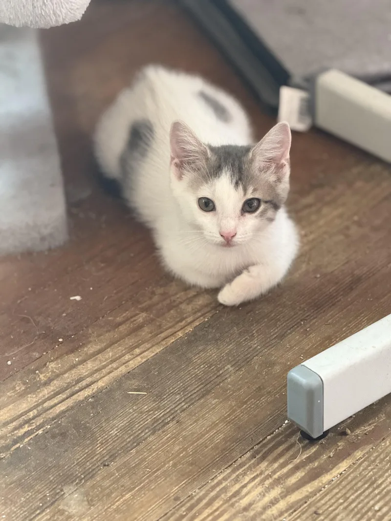 Meowlabu thumbnail 2