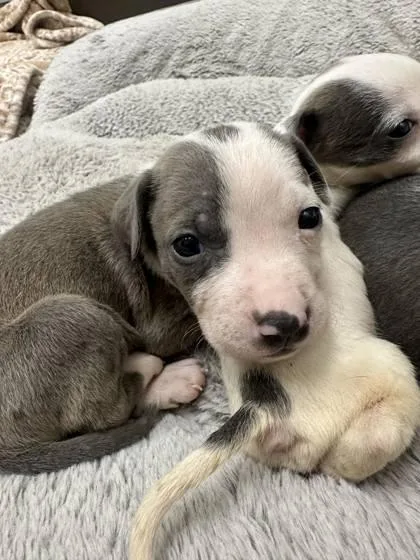 A baby small-sized male Terrier dog named Trenton for adoption in Palm Coast, FL