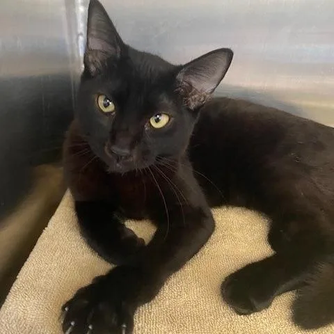 A young medium-sized male Black Domestic Short Hair cat named Binx for adoption in Hawthorne, CA