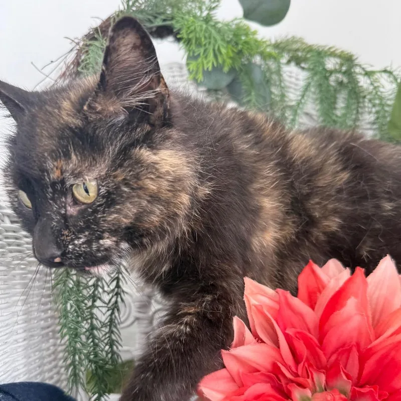An adult medium-sized female Tortoiseshell Domestic Short Hair cat named Gymboree Jammin for adoption in Eaton Rapids, MI
