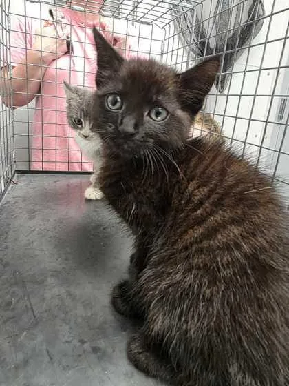 A baby small-sized female Domestic Short Hair cat named Litttle Bear for adoption in Sevierville, TN