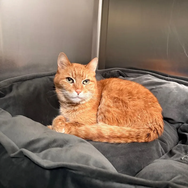A senior medium-sized male Orange / Red Domestic Short Hair cat named Oliver for adoption in South Burlington, VT