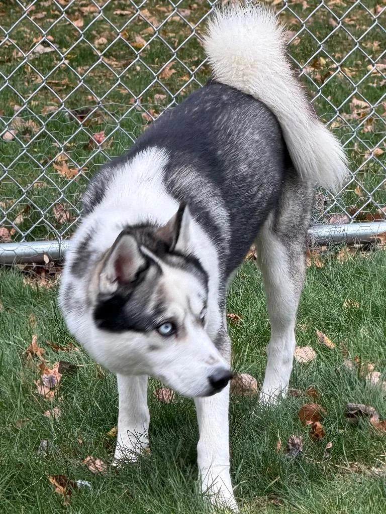 A young medium-sized male White / Cream Husky dog named Cash for adoption in Amery, WI