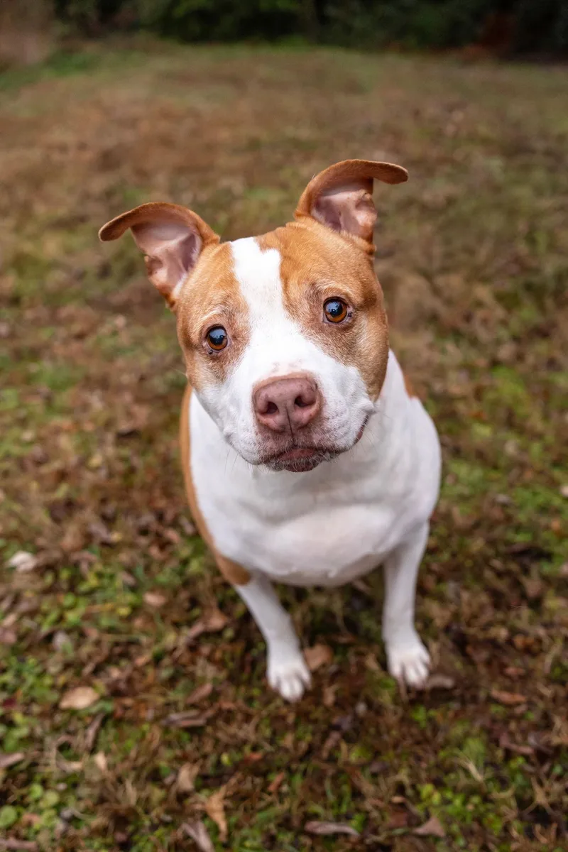 Pumpkin Latte thumbnail 2