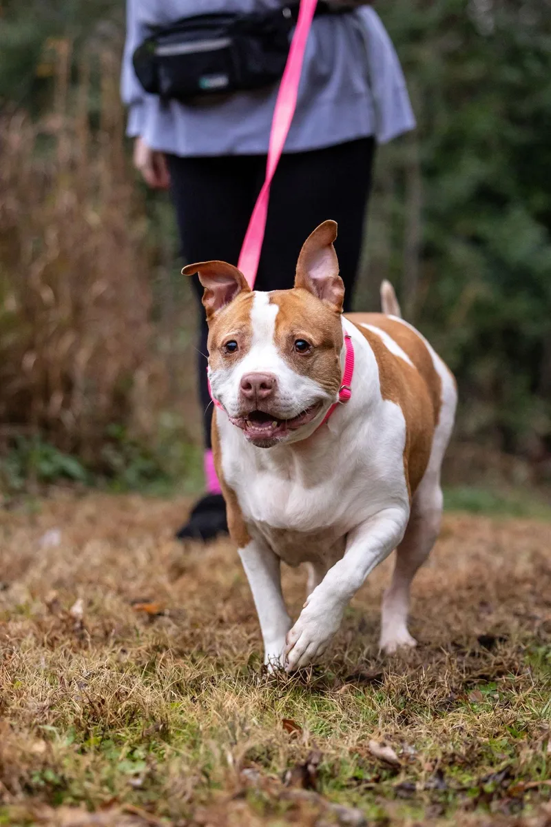 Pumpkin Latte thumbnail 3