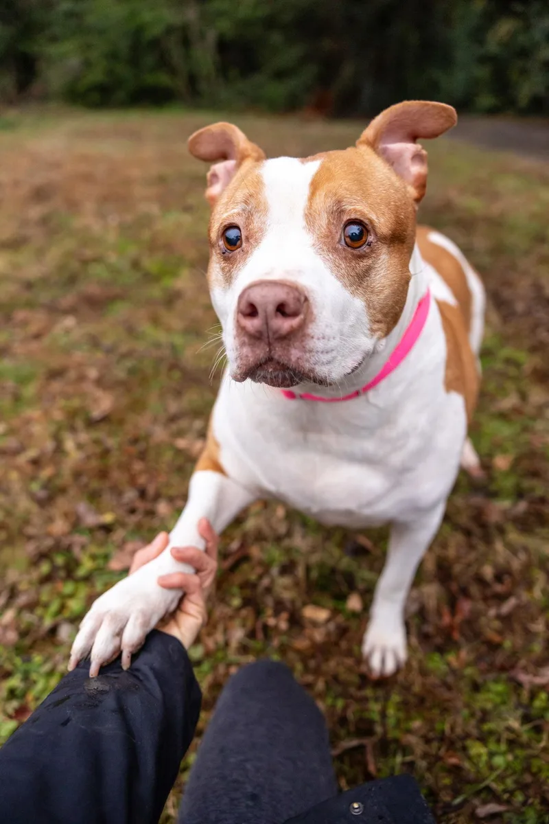 Pumpkin Latte thumbnail 6