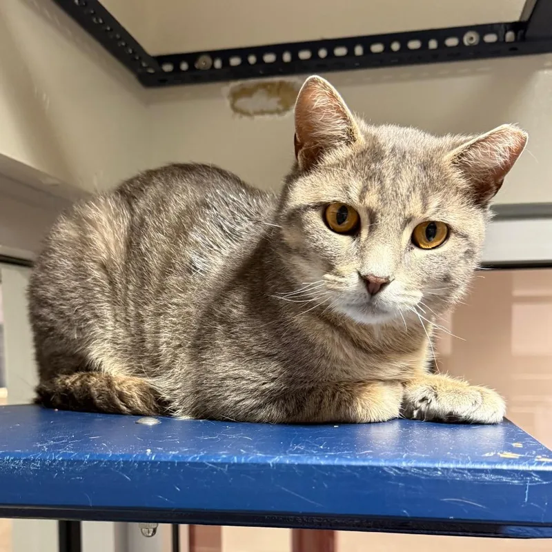 An adult small-sized male Gray / Blue / Silver Domestic Short Hair cat named Peanut for adoption in Fairport, NY