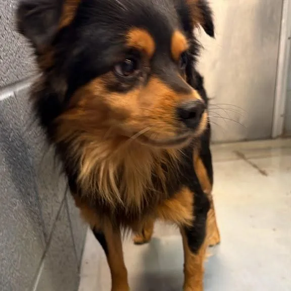 A young small-sized male Black Mixed Breed dog named Rocko for adoption in Gadsden, AL