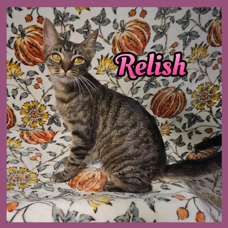 A young small-sized female Domestic Short Hair cat named Relish for adoption in Jacksonville, IL