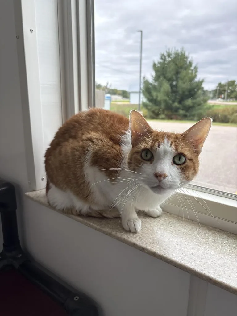 An adult medium-sized male Domestic Medium Hair cat named Gizmo for adoption in Black River Falls, WI