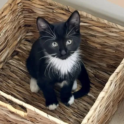 A baby small-sized male Black Domestic Short Hair cat named Gilligan for adoption in Atlanta, GA