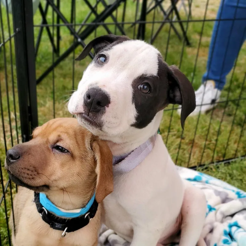 A baby medium-sized male White / Cream Mixed Breed dog named Flip for adoption in Fredericksburg, VA