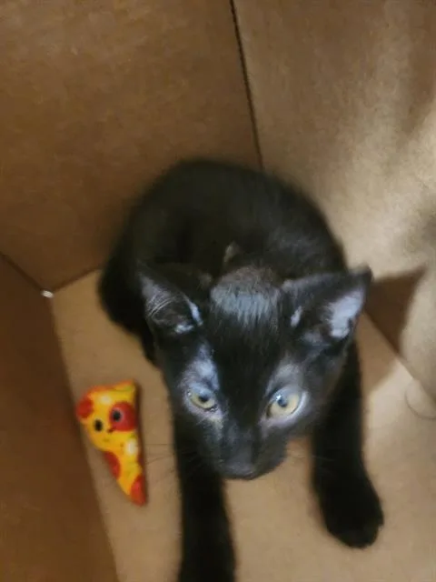 A baby small-sized male Domestic Short Hair cat named Jelly Roll for adoption in Bakersfield, CA