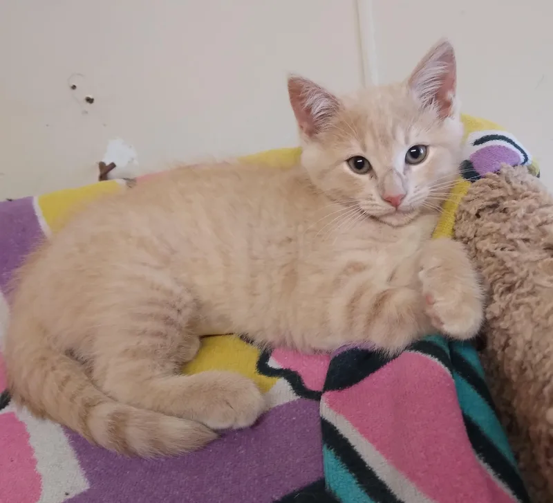 Nala