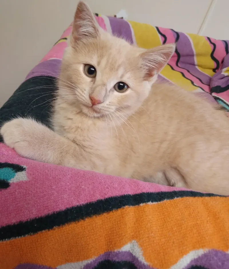 Nala thumbnail 2