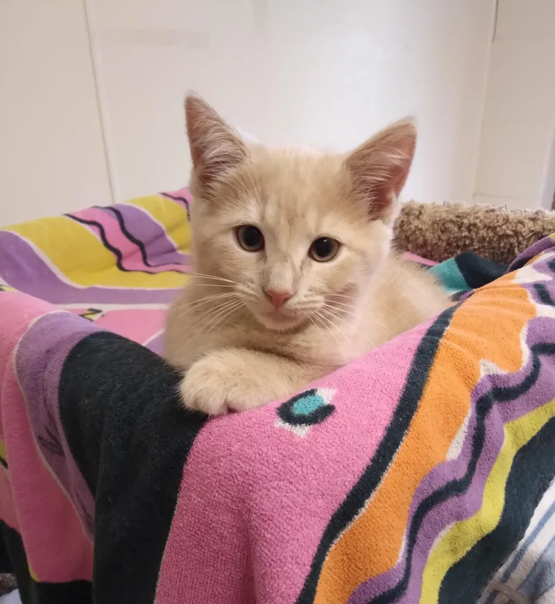 Nala thumbnail 3
