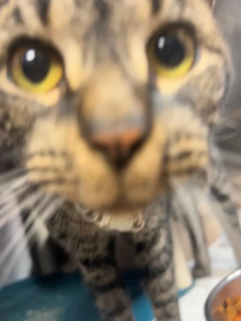 An adult large-sized female Domestic Short Hair cat named Carey for adoption in New Manchester, WV