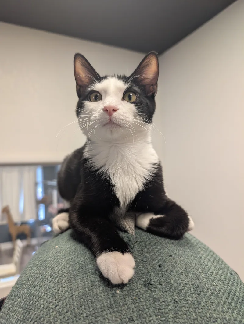 A baby medium-sized male Black & White / Tuxedo Domestic Short Hair cat named Mango for adoption in Palm Harbor, FL