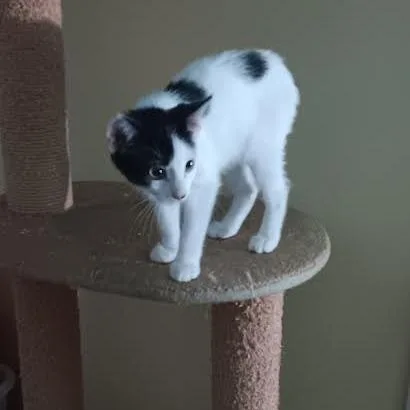 A baby small-sized female Black Domestic Short Hair cat named Sweetie for adoption in Edwardsville, IL