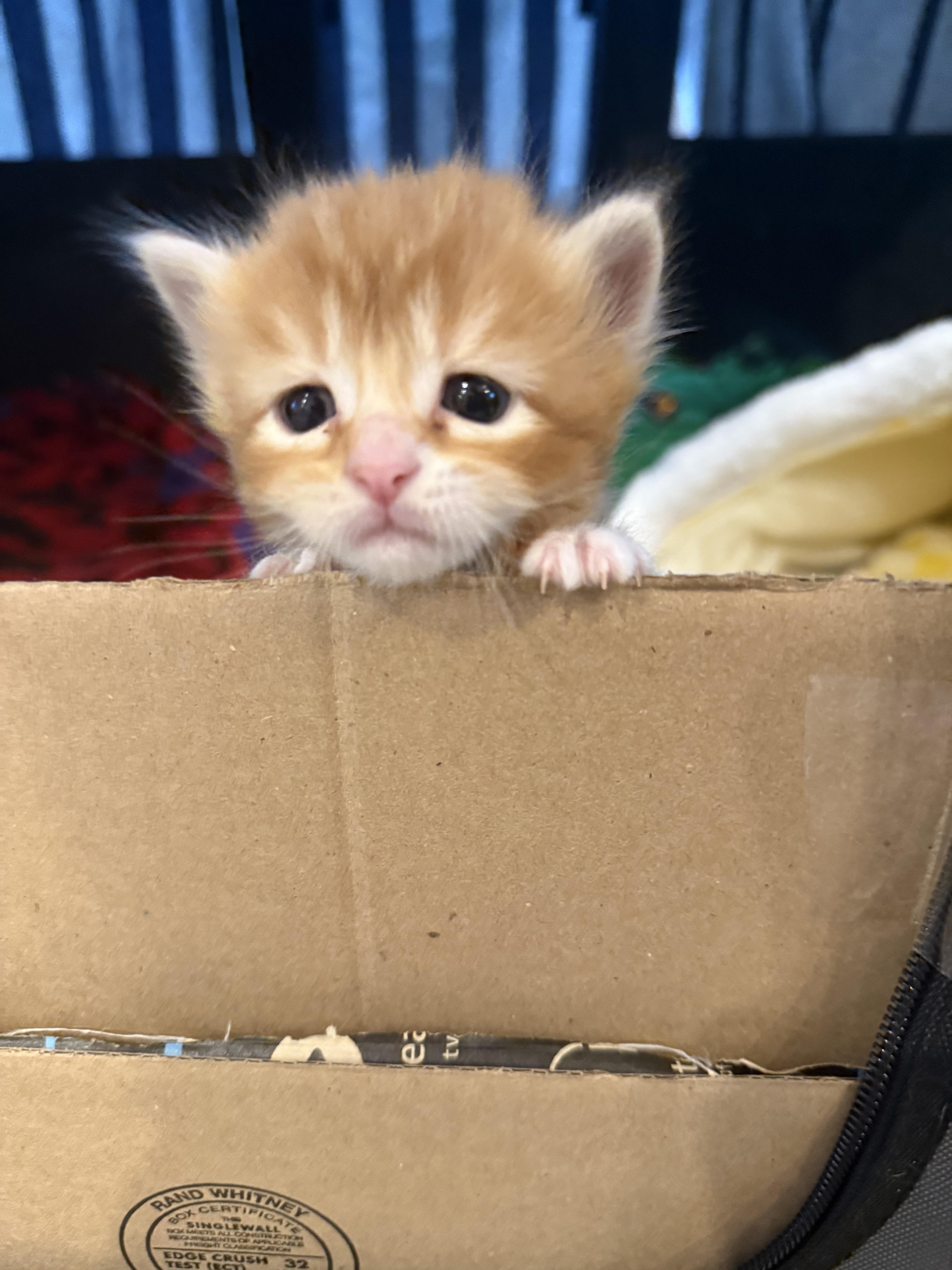 Maria & Mango thumbnail 3