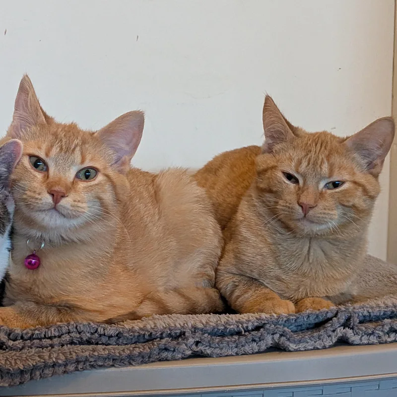 Franklin thumbnail 2