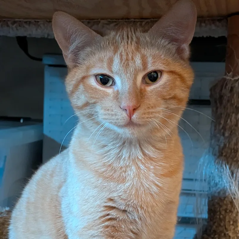 Franklin thumbnail 3