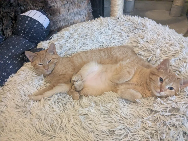 Franklin thumbnail 4