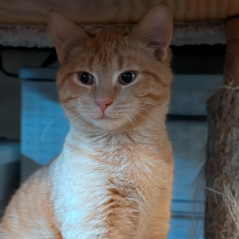 Franklin thumbnail 5