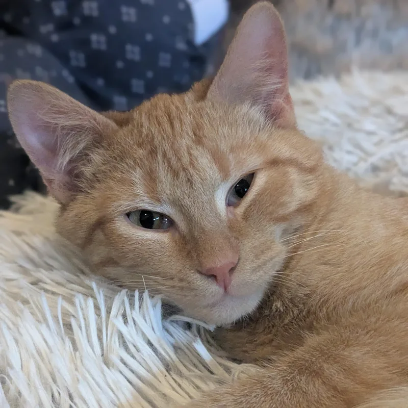 Franklin thumbnail 6